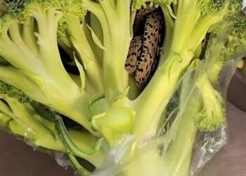 A surprising discovery in an Aldi bag of broccoli: a culinary adventure that changed everything.