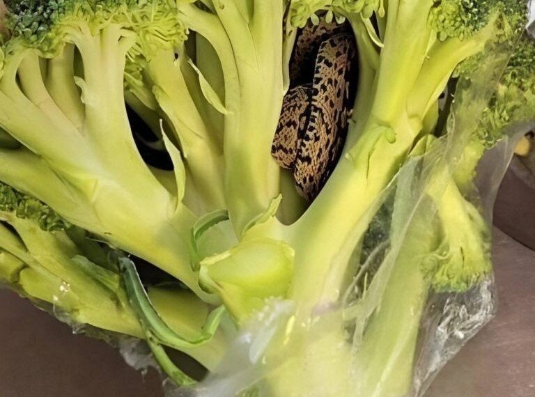 A surprising discovery in an Aldi bag of broccoli: a culinary adventure that changed everything.