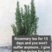 Aloe Vera for Neck Care: A Complete Natural Recipe Guid