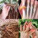This plant destroys cancer cells! It is 100 times more effective than chemotherapy.