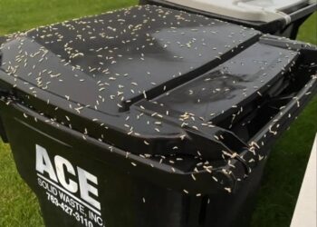 This will keep your trash can clean and hygienic.
