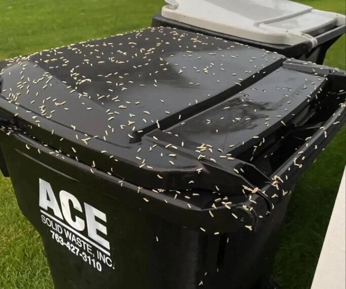 This will keep your trash can clean and hygienic.
