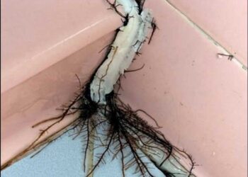 This unusual discovery in the bathroom made us take a closer look.
