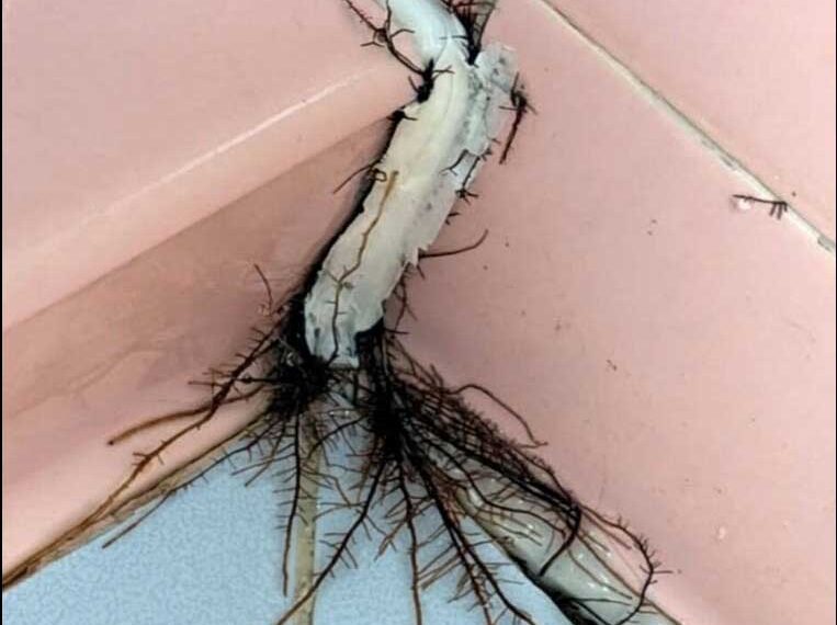 This unusual discovery in the bathroom made us take a closer look.