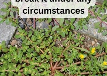 8 Reasons to Leave Purslane Growing — The “Weed” That’s Actually a Superfood!