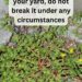 8 Reasons to Leave Purslane Growing — The “Weed” That’s Actually a Superfood!