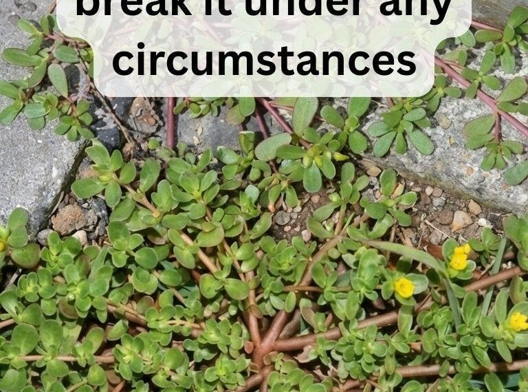 8 Reasons to Leave Purslane Growing — The “Weed” That’s Actually a Superfood!