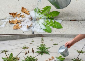 Natural and effective homemade weed control