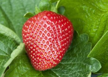 I soaked strawberries in salt water.