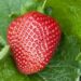 I soaked strawberries in salt water.