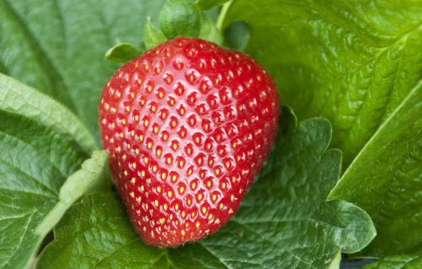 I soaked strawberries in salt water.