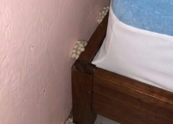 When I got home, I noticed something unusual next to my bed.