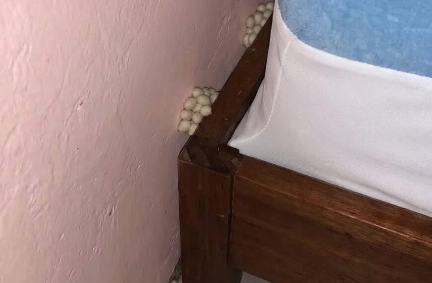When I got home, I noticed something unusual next to my bed.