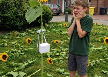 The Last Sunflower
