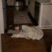I Came Home from a Work Trip to Find My Daughter Sleeping in the Kitchen – When I Opened Her Childhood Bedroom, I Went Pale